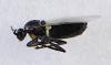 Thripomorpha sp.